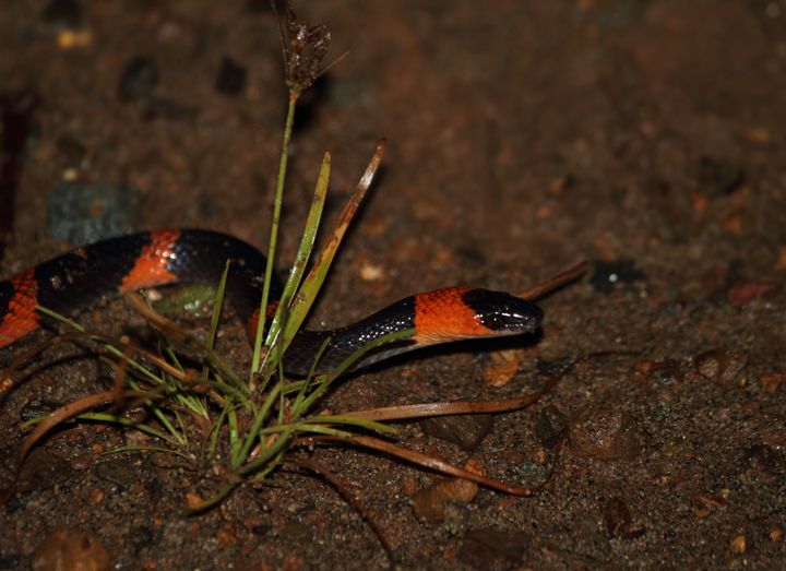 A False Coral Snake (<em>Oxyrhopus petola</em>) found at night in eastern Panama. The large eyes are the biggest clue that we are dealing with a non-venomous species, though not catching that in the field made this an exciting encounter. Photo by Bill Hubick.